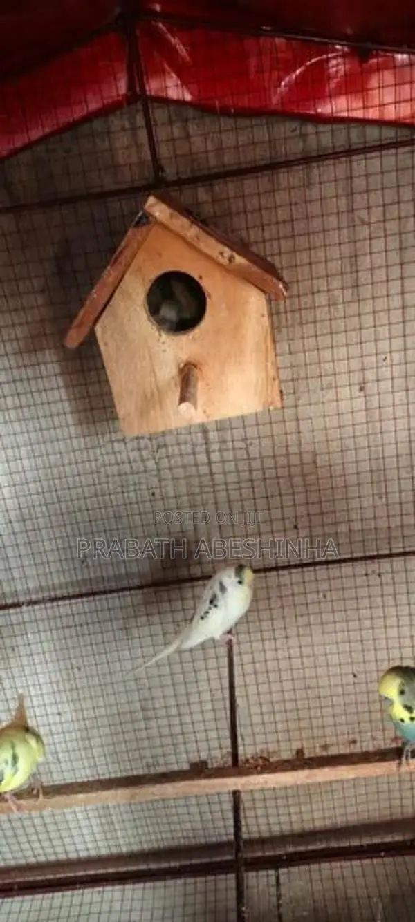 Love Bird Loku Sathu