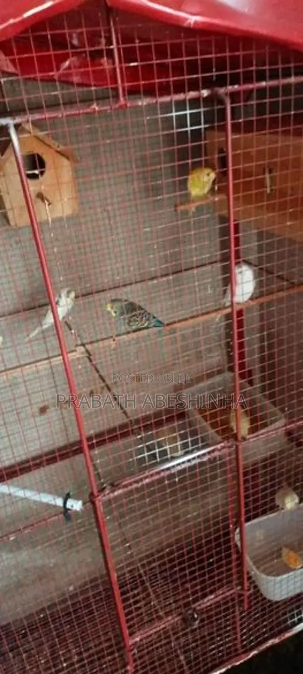 Love Bird Loku Sathu