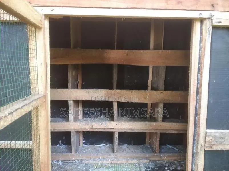Pigeon Cage