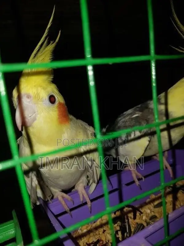Cockatiel Birds