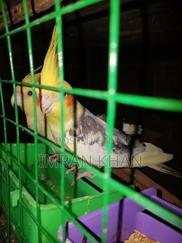 Cockatiel Birds