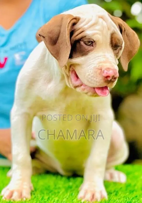 American Bully XL Puppies