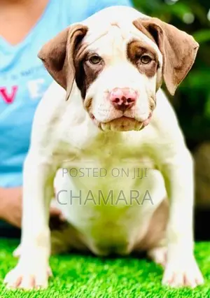 American Bully XL Puppies