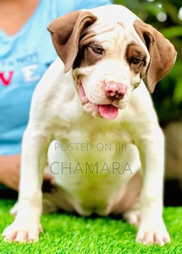 American Bully XL Puppies