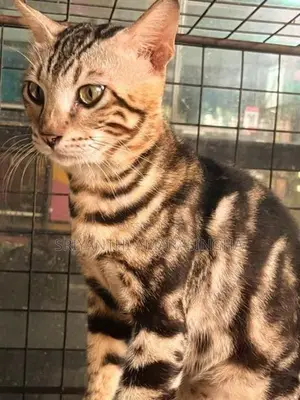 Bengali Cats