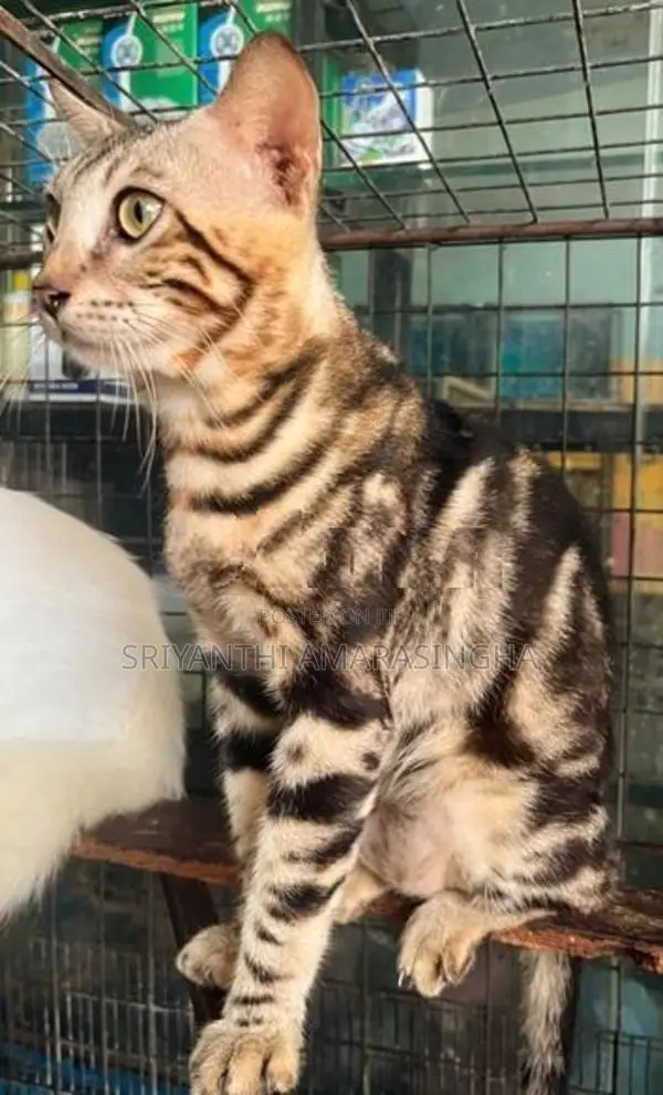 Bengali Cats