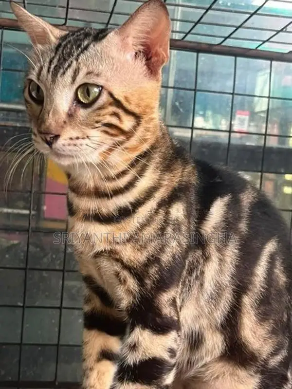Bengali Cats