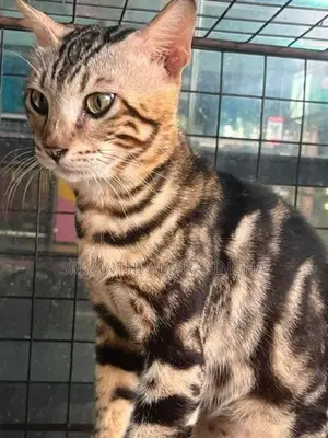 Bengali Cats