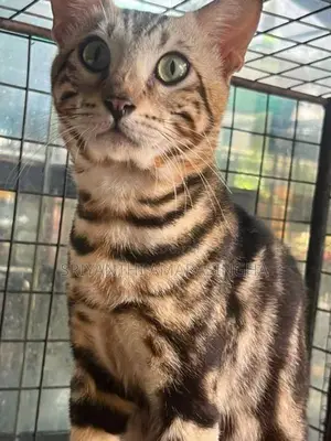 Bengali Cats
