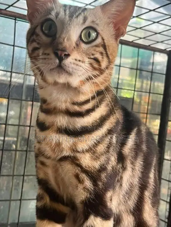 Bengali Cats