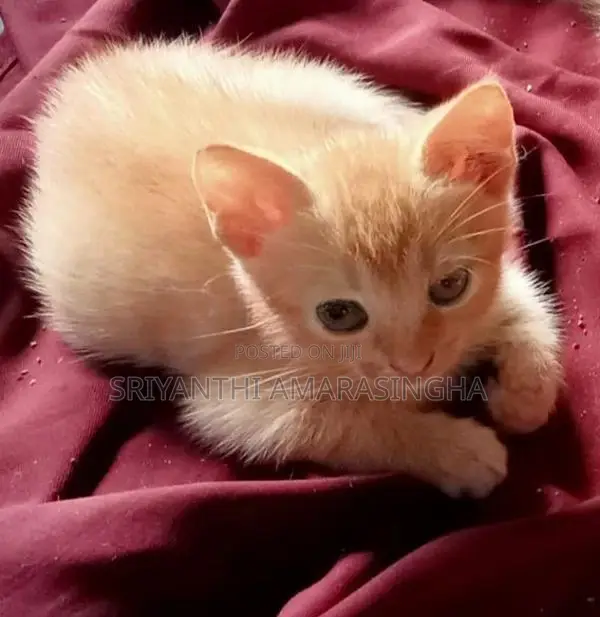 Persian Cats