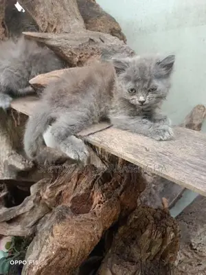 Persian Cats