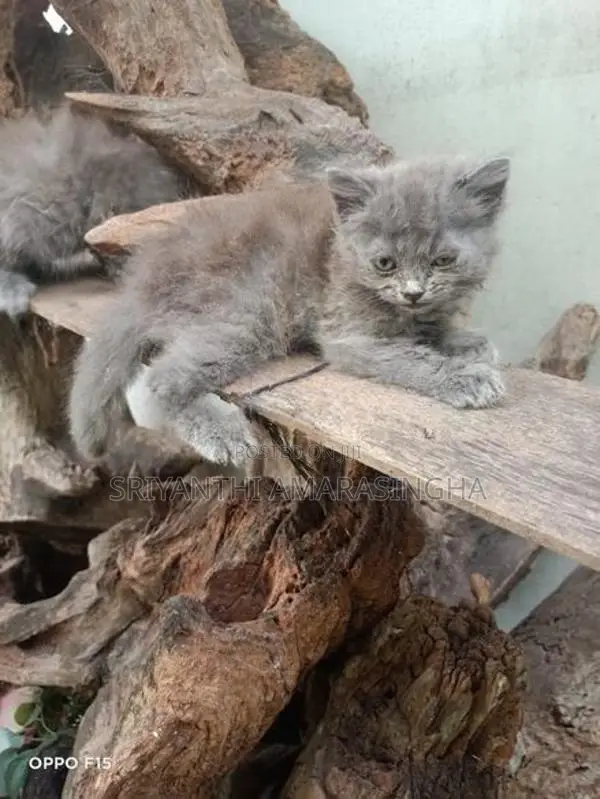 Persian Cats