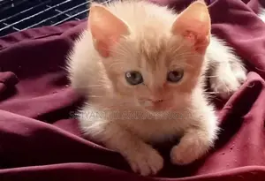 Persian Cats