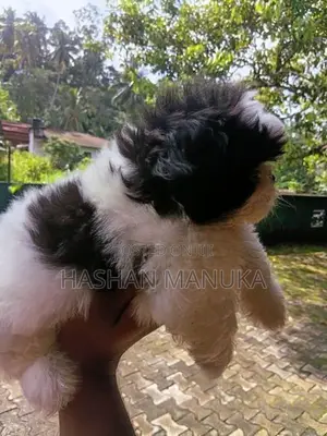 Shih Tzu Puppy