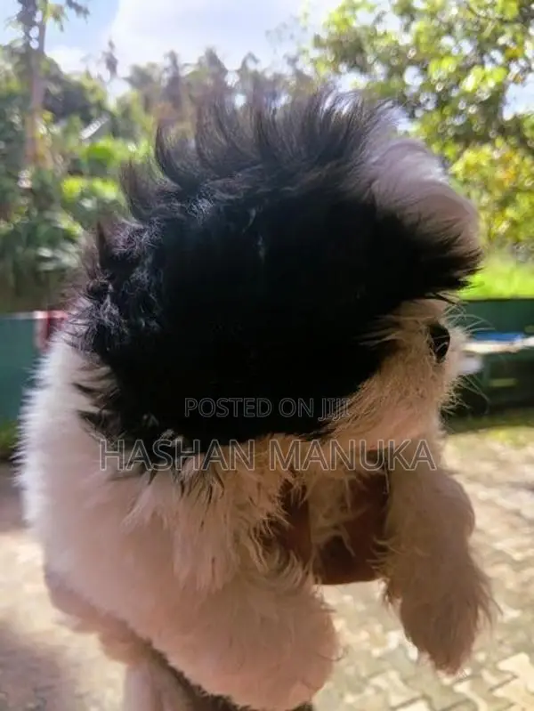 Shih Tzu Puppy
