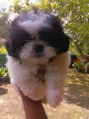 Shih Tzu Puppy