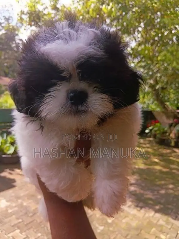 Shih Tzu Puppy