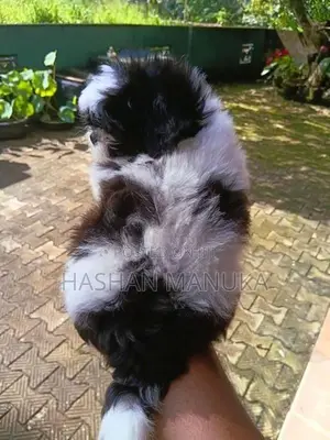 Shih Tzu Puppy