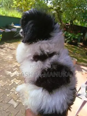 Shih Tzu Puppy