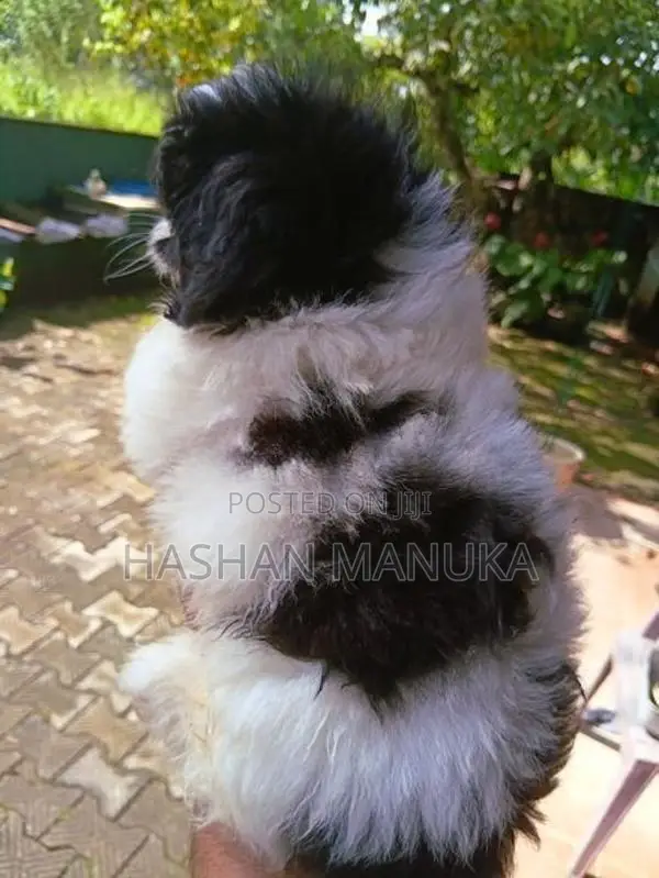 Shih Tzu Puppy