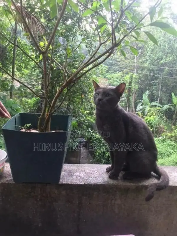 Russian Blue Perisan Cat