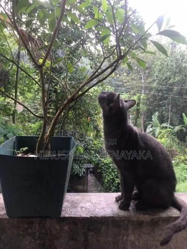 Russian Blue Perisan Cat