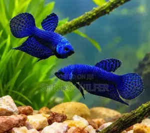Betta Fishes