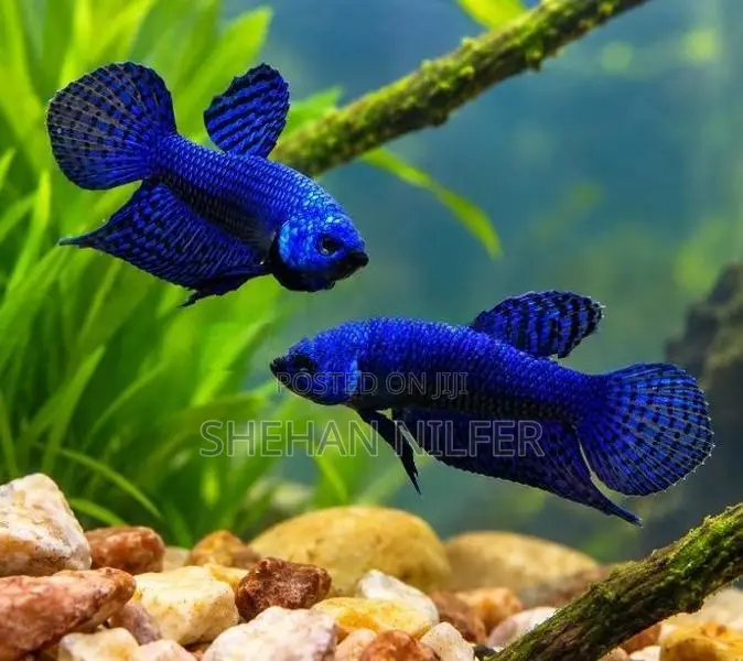 Betta Fishes