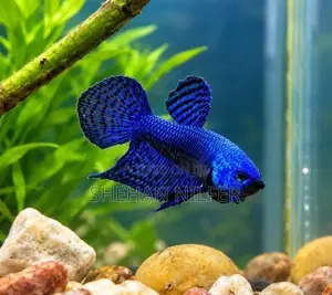Betta Fishes