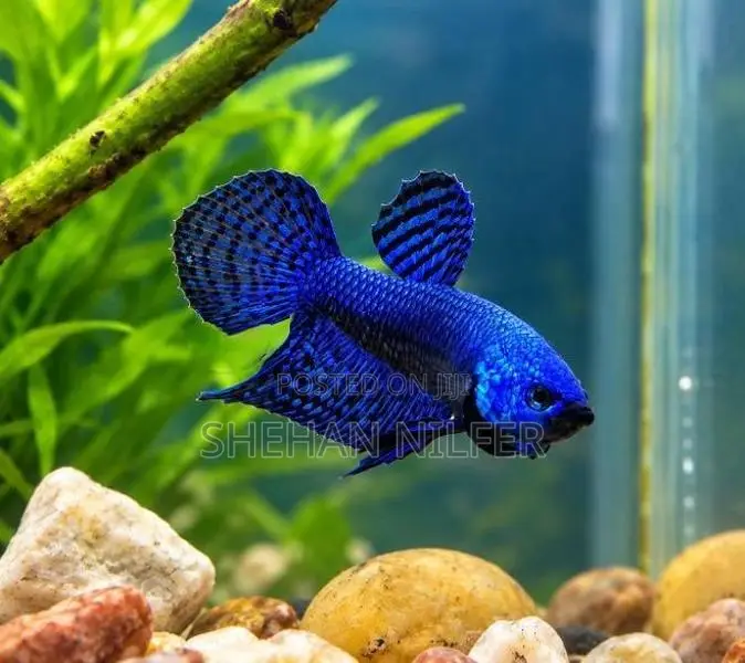 Betta Fishes