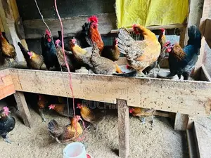 Country Chickens