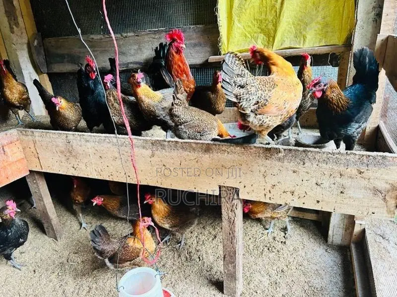 Country Chickens
