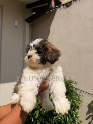 Shih Tzu Puppies