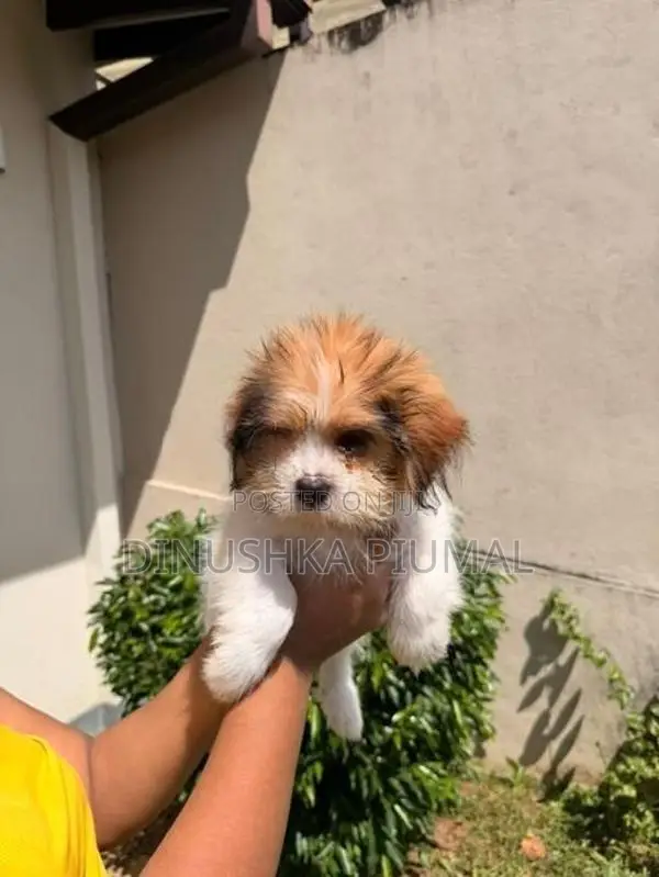 Shih Tzu Puppies
