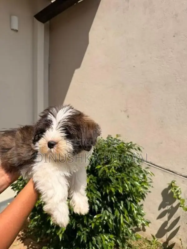 Shih Tzu Puppies