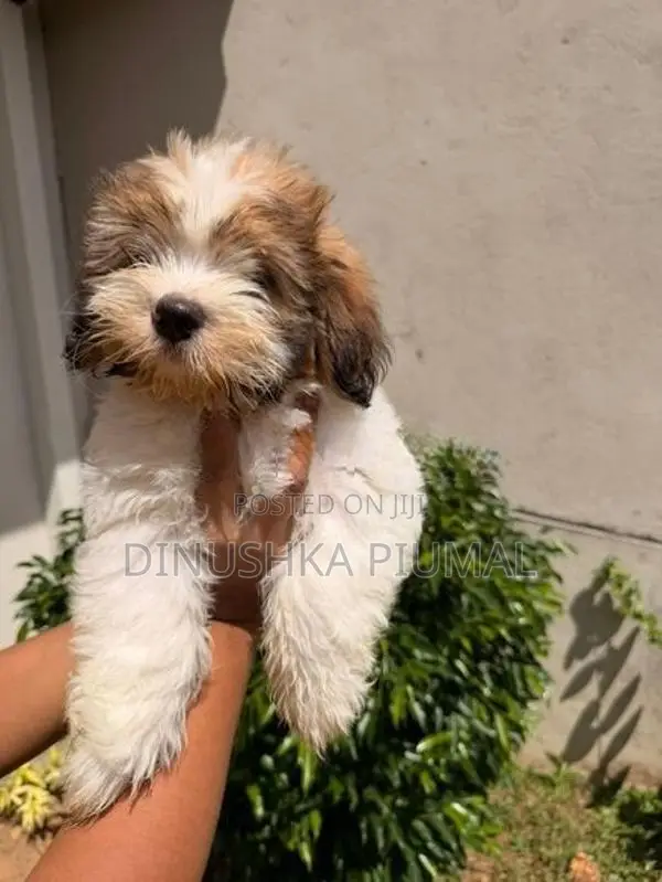 Shih Tzu Puppies