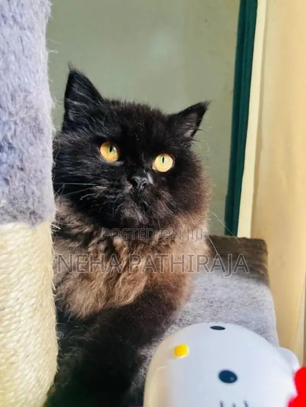 Persian Cat