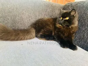 Persian Cat