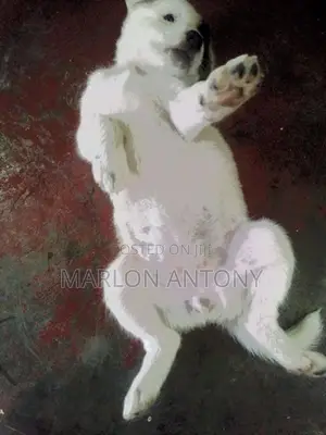 Sweet Male Female Puppies Parents Cross Breed