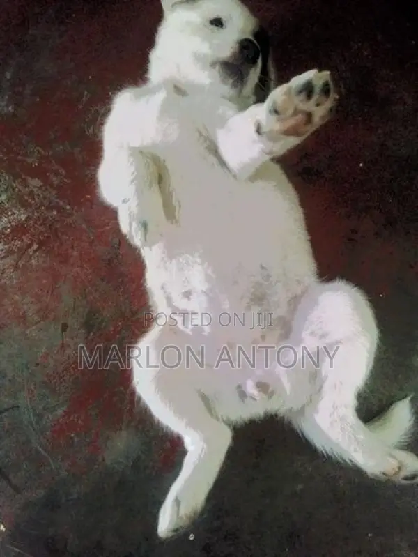Sweet Male Female Puppies Parents Cross Breed