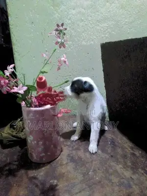 Sweet Male Female Puppies Parents Cross Breed