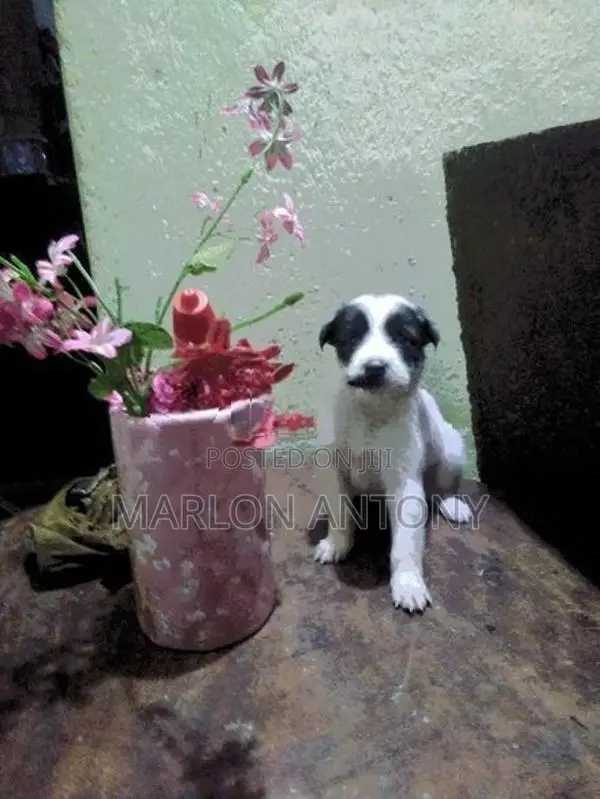 Sweet Male Female Puppies Parents Cross Breed