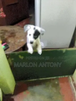 Sweet Male Female Puppies Parents Cross Breed