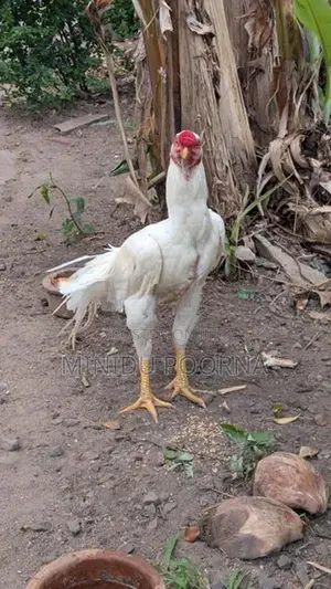 Parrot Beak Rooster