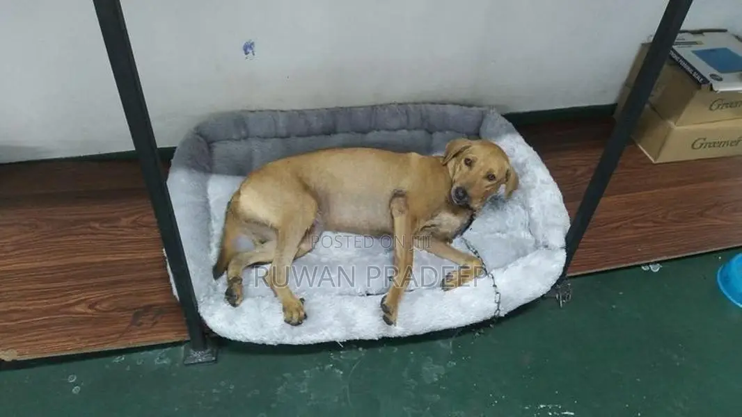 Dog Bed