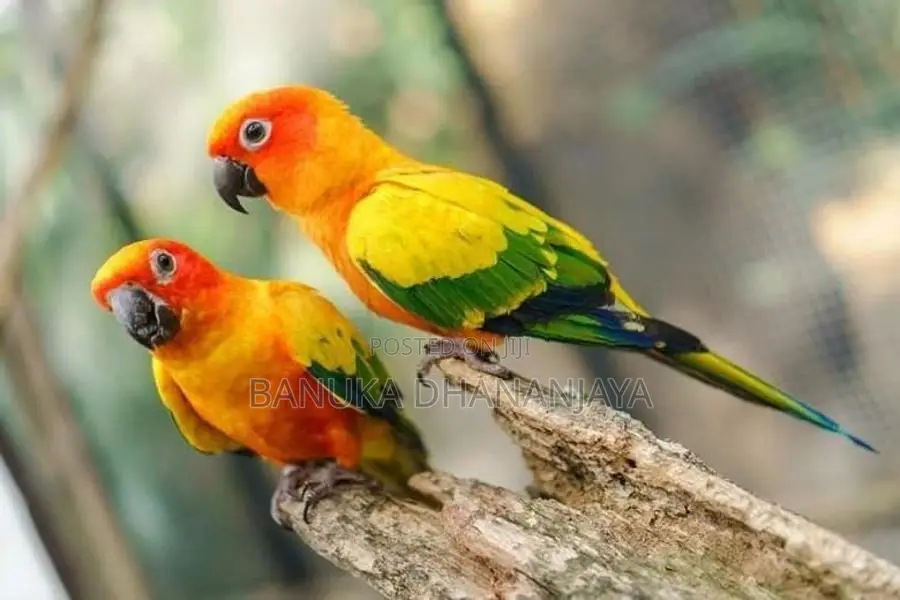 Sunconure