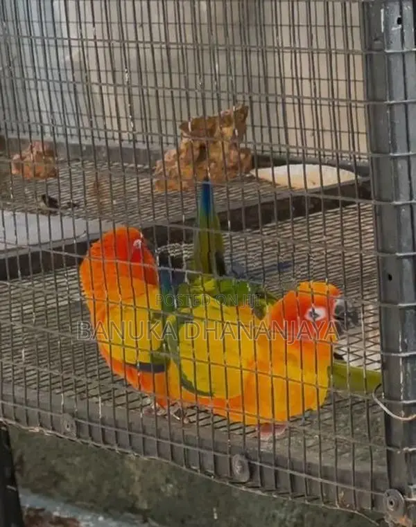 Sunconure