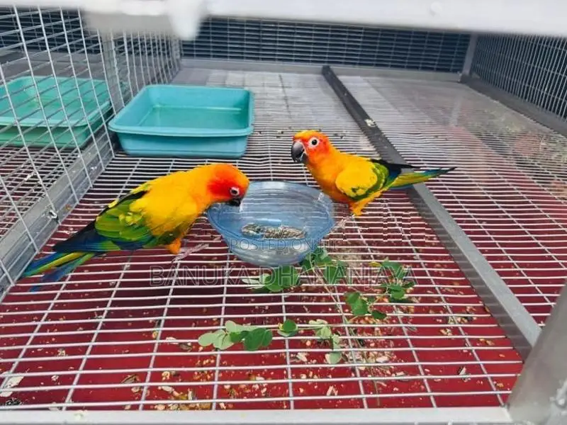 Sunconure