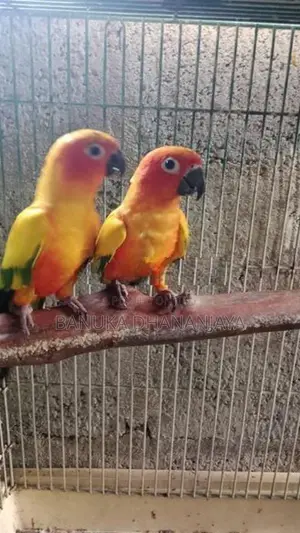 Sunconure